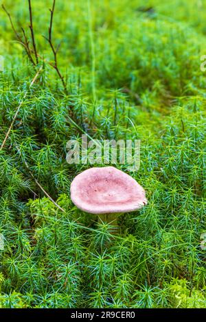 Fungo in muschio verde comune Foto Stock