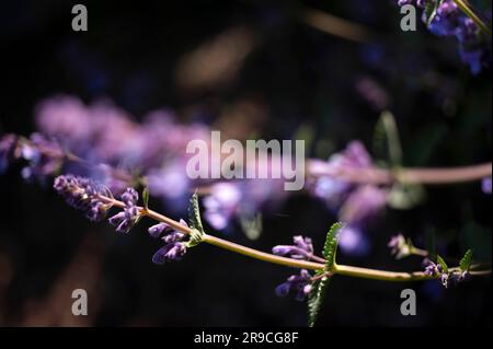 Fiori di salvia russi viola Foto Stock