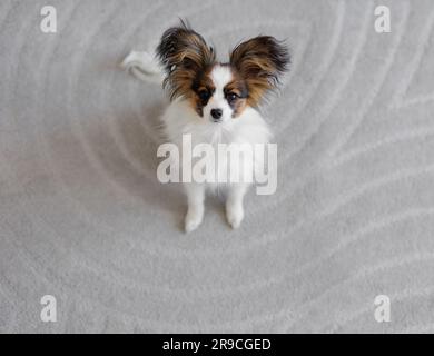 Carino cucciolo di cane papillon seduto su un tappeto grigio, guardando in alto e chiedendo qualcosa Foto Stock