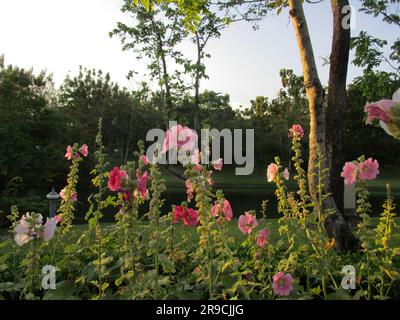 atmosfera serale e vista nel parco con gli alberi Foto Stock