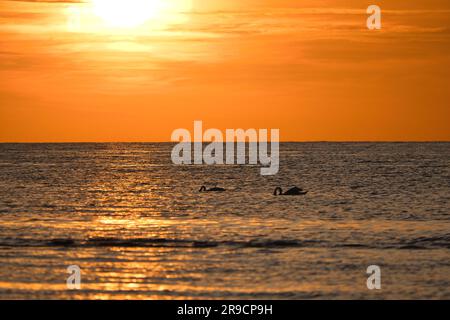 Tramonto, cigni che nuotano nel mare illuminato. Onde luminose. Isola di Poel sul Mar Baltico. Foto della natura dalla costa Foto Stock