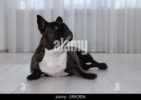 Adorabile Bulldog francese sdraiato sul pavimento all'interno. Adorabile animale domestico Foto Stock