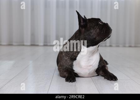 Adorabile Bulldog francese sdraiato sul pavimento all'interno. Adorabile animale domestico Foto Stock