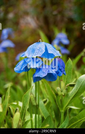 Papavero blu himalayano - Meconopsis Slieve Donard fioritura di fiori con gocce di pioggia, pianta fiorita della famiglia Papaveraceae, regione nativa: Himala Foto Stock