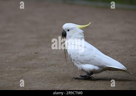 Vista laterale di un cacatua con cresta di zolfo che cammina lungo un sentiero di ghiaia tenendo una lama d'erba nel becco, durante una giornata trasandata Foto Stock