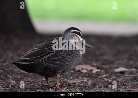 Ammira da dietro un'anatra nera del Pacifico che guarda oltre le sue spalle, mentre cammini attraverso una macchia di terra in un parco Foto Stock