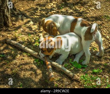 Piccoli cuccioli di Jack russell terrier che giocano tra loro all'aperto rotolandosi e assaggiando tronchi di legno. Sulmona, Abruzzo Foto Stock