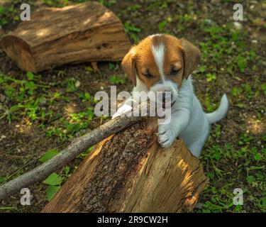Piccoli cuccioli di Jack russell terrier che giocano tra loro all'aperto rotolandosi e assaggiando tronchi di legno. Sulmona, Abruzzo Foto Stock