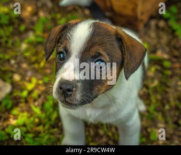 Piccoli cuccioli di Jack russell terrier che giocano tra loro all'aperto rotolandosi e assaggiando tronchi di legno. Sulmona, Abruzzo Foto Stock