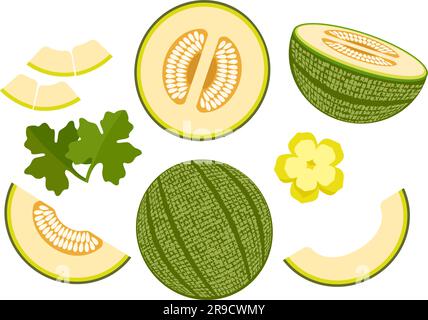 Cartoon melone verde Illustrazione Vettoriale