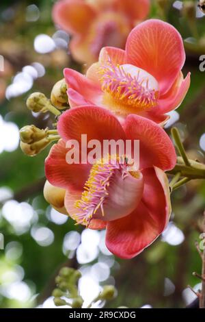 Primo piano di un bellissimo fiore di un albero di Cannonball, Ayahuma o sala Lanka Tree a Solapur, Maharashtra, India. Foto Stock