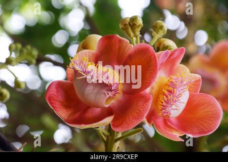 Primo piano di un bellissimo fiore di un albero di Cannonball, Ayahuma o sala Lanka Tree a Solapur, Maharashtra, India. Foto Stock