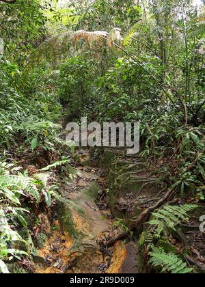 Nepenthes ampullaria, una pianta carnivora in un giardino botanico Foto Stock