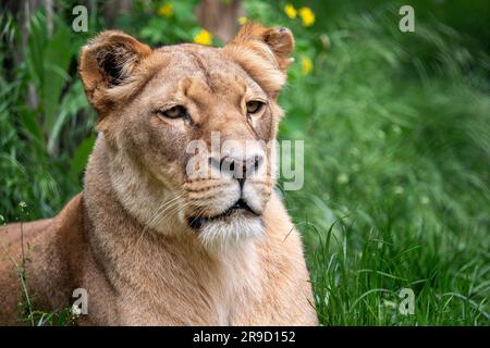 Leone Katanga o Leone dell'Africa sud-occidentale, panthera leo bleyenberghi. Lioness nell'erba. Foto Stock