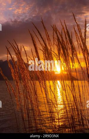 Tranquillo tramonto lago di Ginevra, Svizzera con fiori reed, sole splendente su una montagna Foto Stock