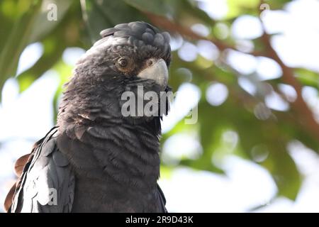 Immagini di Cairns e della sua fauna selvatica e riserve - Australia Foto Stock