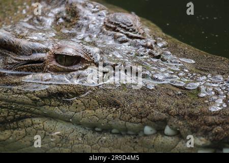 Immagini di Cairns e della sua fauna selvatica e riserve - Australia Foto Stock