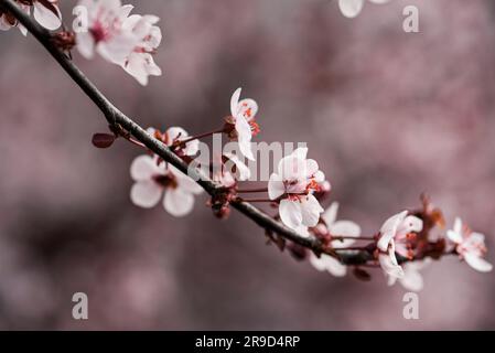 Primo piano dei fiori su un ciliegio di sabbia fiorito in primavera. Foto Stock