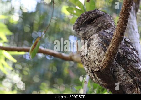 Immagini di Cairns e della sua fauna selvatica e riserve - Australia Foto Stock