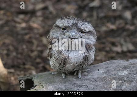 Immagini di Cairns e della sua fauna selvatica e riserve - Australia Foto Stock