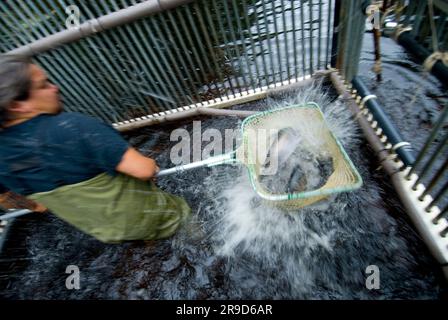 Operaio della Weir che contava il salmone catturato nella weir, se dell'Alaska Foto Stock