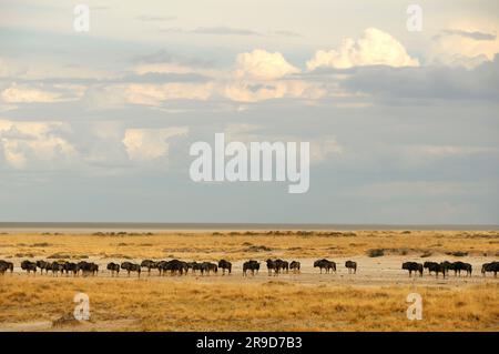 Blue Wildebeest (Connochaetes taurinus) a Etosha Pan, Parco Nazionale di Etosha, regione di Kunene, Namibia Foto Stock