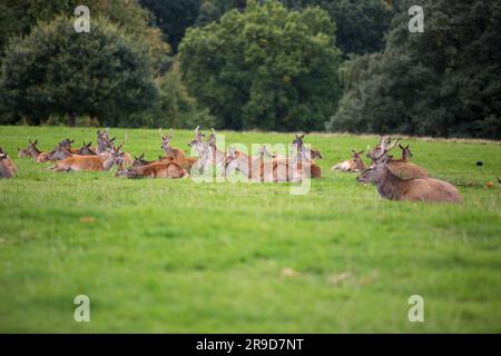 Cervo rosso che si trova in un campo nel Cheshire, Regno Unito Foto Stock