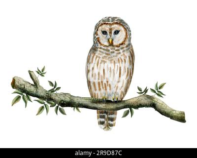 Gufo bianco e marrone a righe seduto sul ramo dell'albero con foglie verdi ad acquerello raffigurante un uccello della foresta Foto Stock