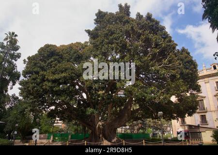 Gran Ficus del Parterre (ficus macrophylla) è un fico strangolatore conosciuto come Moreton Bay Fig in un giardino a Valencia (Spagna) dal 1852 Foto Stock