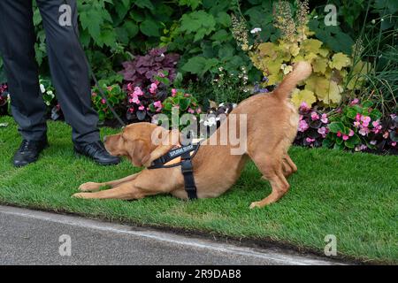 Ascot, Berkshire, Regno Unito. 21 giugno 2023. Un cane esplosivo in servizio alla Royal Ascot ha un tratto Foto Stock