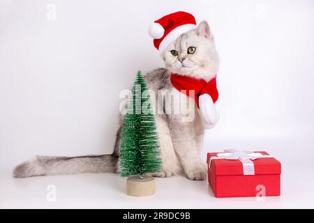Gatto bianco, che indossa un cappello rosso di Babbo Natale e una sciarpa rossa, seduto vicino alla scatola regalo rossa Foto Stock