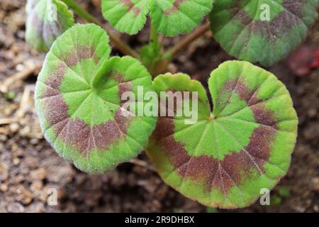 Meravigliose foglie variegate di geranio (Pelargonium) che crescono nel giardino Foto Stock