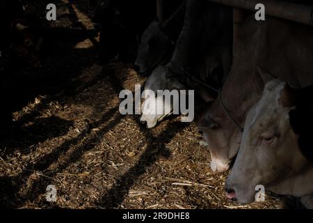 Bantul, Yogyakarta, Indonesia. 26 giugno 2023. Gli animali da fattoria sono visti nei recinti di bestiame con un concetto di drive-thru a Bantul, Yogyakarta. Il luogo in cui viene fornito l'animale sacrificale fornisce un servizio di ordine di asporto che consente ai clienti di portare gli ordini a casa senza dover lasciare il veicolo, per ridurre la trasmissione delle malattie tra bestiame e uomo. (Immagine di credito: © Angga Budhiyanto/ZUMA Press Wire/Alamy Live News) SOLO USO EDITORIALE! Non per USO commerciale! Foto Stock