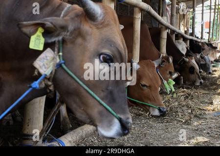 Bantul, Yogyakarta, Indonesia. 26 giugno 2023. Gli animali da fattoria sono visti nei recinti di bestiame con un concetto di drive-thru a Bantul, Yogyakarta. Il luogo in cui viene fornito l'animale sacrificale fornisce un servizio di ordine di asporto che consente ai clienti di portare gli ordini a casa senza dover lasciare il veicolo, per ridurre la trasmissione delle malattie tra bestiame e uomo. (Immagine di credito: © Angga Budhiyanto/ZUMA Press Wire/Alamy Live News) SOLO USO EDITORIALE! Non per USO commerciale! Foto Stock