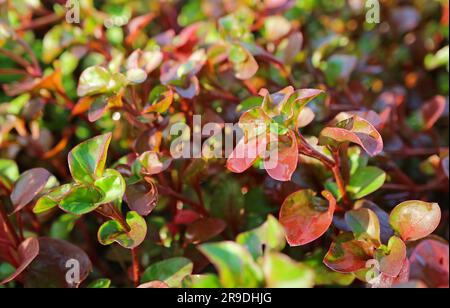 Piante di crescione rosso che crescono al sole Foto Stock