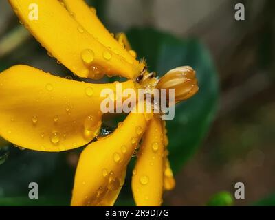 Un seducente primo piano di una collezione di fiori di gardenia mutabilis e foglie verdi lussureggianti Foto Stock