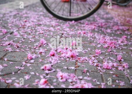 Scopri l'incantevole bellezza dei delicati fiori rosa che fioriscono su un albero, abbracciati dal caldo abbraccio della luce del sole all'aperto Foto Stock