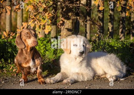 brindle Dachshund e Kuvasz cuccioli a pelo corto davanti a una recinzione del giardino. Germania Foto Stock