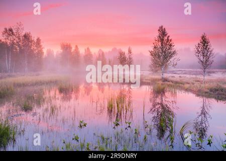 Fog forms in the autumnal high moorland near Les Ponts-de-Martel in a pinkish morning sky. Canton NeuchÃ¢tel, Switzerland. Birch trees reflected in the water Stock Photo