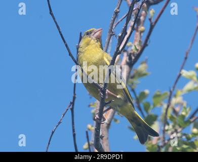 Greenfinch (Carduelis choris) Foto Stock