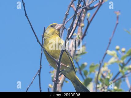 Greenfinch (Carduelis choris) Foto Stock