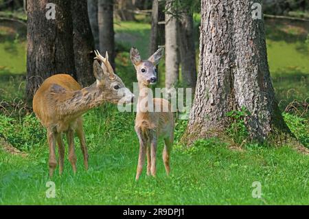 Capreolo (Capreolus capreolus). Roebuck incontra un giovane cervo e lo annusa. Austria Foto Stock