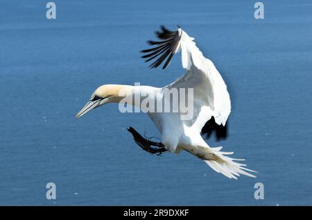 Un Gannet si avvicina alle cime della scogliera a Bempton per raccogliere l'erba per il rivestimento del nido. Si avvicina al vento e utilizza piedi e coda spaccata per aiutare Foto Stock