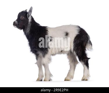 Adorabile capra bianca e nera, ferma ai lati. Guardare in avanti dalla fotocamera. Isolato su sfondo bianco. Foto Stock