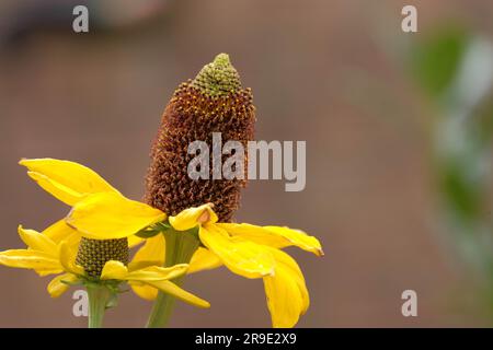 Grande fiore (Rudbeckia-maxima) in fiore Foto Stock