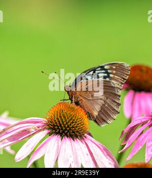 Veduta ventrale di una rara femmina Diana Fritillary che si nutre di un Coneflower viola all'inizio dell'estate Foto Stock