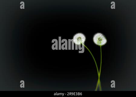 Sfondo e spazio di copia di due delicati leoni. Foto Stock