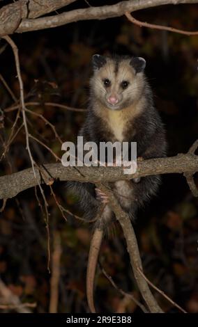 Virginia opossum su un albero di cachi di notte in autunno, in cerca di frutta da mangiare Foto Stock