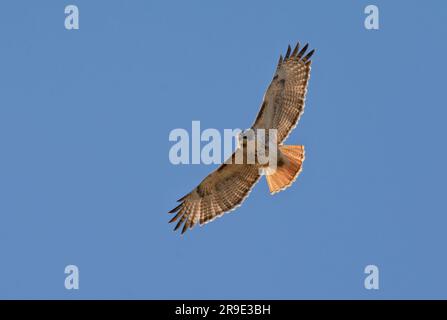 Hawk dalla coda rossa in volo contro il cielo azzurro, osservando il terreno sottostante Foto Stock