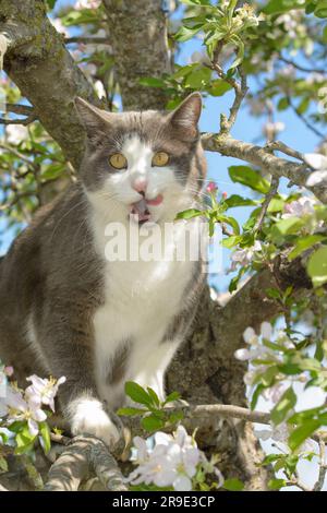 Bellissimo gatto grigio e bianco in un melo fiorito in primavera Foto Stock